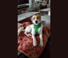 Asher, an Arabian Village Dog tested with EmbarkVet.com