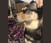 Jane Pawsten, a German Shepherd Dog and Siberian Husky mix tested with EmbarkVet.com