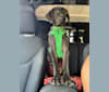 Photo of Knox, a Weimaraner  in Knoxville, TN, USA
