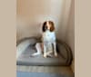 Photo of Autumn, a Brittany  in Leander, Texas, USA