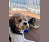 Max, a Poodle (Small) and Shih Tzu mix tested with EmbarkVet.com