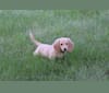 Oliver (Ollie) von Frederick, a Dachshund tested with EmbarkVet.com