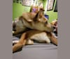 Photo of Merida, a Chow Chow, Labrador Retriever, Siberian Husky, Australian Cattle Dog, and Boxer mix in Ekron, Kentucky, USA