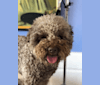 Photo of Chip, a Lagotto Romagnolo  in Boston, KY, USA