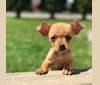 Photo of Oso, a Chihuahua, Dachshund, Miniature Pinscher, and Mixed mix in Chilton, Wisconsin, USA
