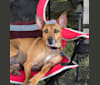 Herky, a Miniature Pinscher and Rat Terrier mix tested with EmbarkVet.com