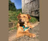 Arthur, an Eastern European Village Dog and German Shepherd Dog mix tested with EmbarkVet.com