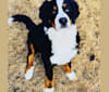 Mozzie, a Bernese Mountain Dog tested with EmbarkVet.com
