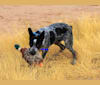 Photo of Bruce, an Australian Cattle Dog  in Taylor, AZ, USA