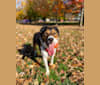 Adley, an American Bully and Australian Cattle Dog mix tested with EmbarkVet.com