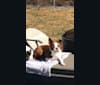 Pikë, a Boston Terrier tested with EmbarkVet.com