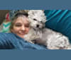 Chloe, a Poodle (Small) and Maltese mix tested with EmbarkVet.com