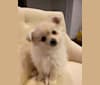 Kai, a Pomeranian tested with EmbarkVet.com