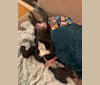 Minnie, an Australian Cattle Dog and Labrador Retriever mix tested with EmbarkVet.com