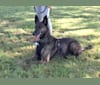 Idna, a Dutch Shepherd tested with EmbarkVet.com