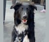 Rio, a Collie and German Shepherd Dog mix tested with EmbarkVet.com