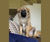 Kylo, a German Shepherd Dog and Rottweiler mix tested with EmbarkVet.com