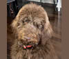 Phitzy, a Poodle (Standard) tested with EmbarkVet.com