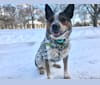 Photo of April, an Australian Cattle Dog, Border Collie, and Pembroke Welsh Corgi mix in Pittsburgh, Pennsylvania, USA