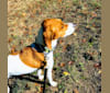 Crash, an American Pit Bull Terrier and Treeing Walker Coonhound mix tested with EmbarkVet.com