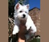 Maisie, a West Highland White Terrier tested with EmbarkVet.com