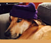 Parker, a Siberian Husky and Labrador Retriever mix tested with EmbarkVet.com