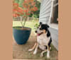 Pita, an American Pit Bull Terrier and Labrador Retriever mix tested with EmbarkVet.com