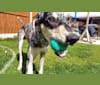 Arlo, a Greyhound and Saluki mix tested with EmbarkVet.com