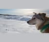 Irish, a Siberian Husky and German Shepherd Dog mix tested with EmbarkVet.com