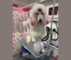 Fancy Chanel Mademoiselle, a Poodle (Standard) tested with EmbarkVet.com