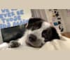 Frankie Ocean, a Great Pyrenees and Maremma Sheepdog mix tested with EmbarkVet.com