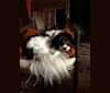 ROBBIE, a Cavalier King Charles Spaniel and Pomeranian mix tested with EmbarkVet.com