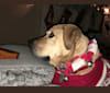 Savannah, a Bullmastiff and Labrador Retriever mix tested with EmbarkVet.com
