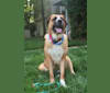 Apollo, a German Shepherd Dog and Saint Bernard mix tested with EmbarkVet.com