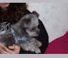 Adella, a Pomeranian and Bichon Frise mix tested with EmbarkVet.com