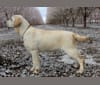 Karmen, a Labrador Retriever tested with EmbarkVet.com