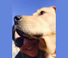 Savannah, a Bullmastiff and Labrador Retriever mix tested with EmbarkVet.com