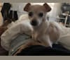 Photo of GURU, a Chihuahua, Pomeranian, Poodle (Small), and Mixed mix in Hollister, California, USA