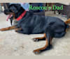 Roscoe, a Dogue de Bordeaux and Rottweiler mix tested with EmbarkVet.com