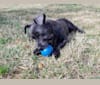 Jade, a Chihuahua and Poodle (Small) mix tested with EmbarkVet.com