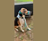 Wilson, a Treeing Walker Coonhound and Australian Shepherd mix tested with EmbarkVet.com