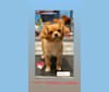 Cleo, a Cavalier King Charles Spaniel and Pomeranian mix tested with EmbarkVet.com