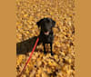 Bear, a Golden Retriever and German Shepherd Dog mix tested with EmbarkVet.com