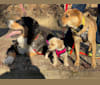 Zuri, a Greater Swiss Mountain Dog tested with EmbarkVet.com