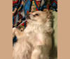 Ziggy, a Chihuahua and Pekingese mix tested with EmbarkVet.com
