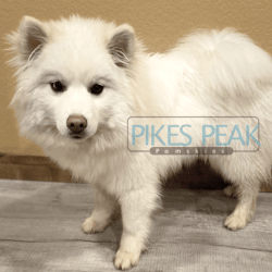 Pikes Peak Pomskies Darcy