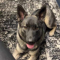 Embark Dog DNA Test Breed