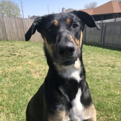Koda