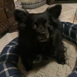 Schipperke papillon hot sale mix