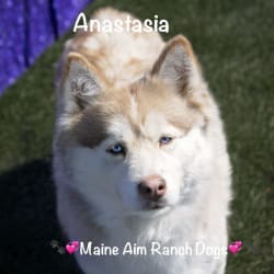 Maine Aim's Anastasia